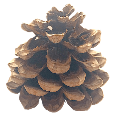 La Pigne. The pine cone.